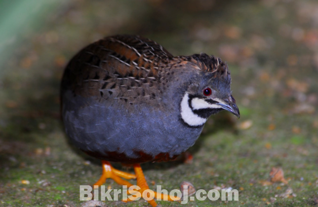 কিং কোয়েল